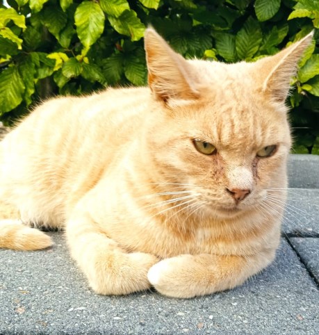 Kat Europese korthaar of huiskat