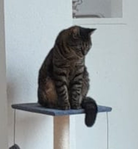 Kat Europese korthaar of huiskat