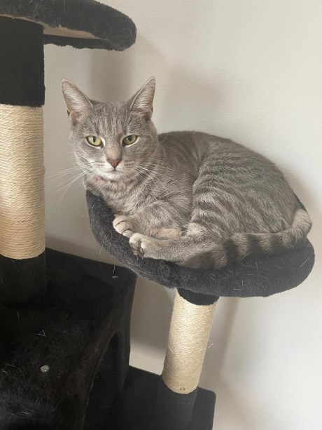 Kat Europese korthaar of huiskat