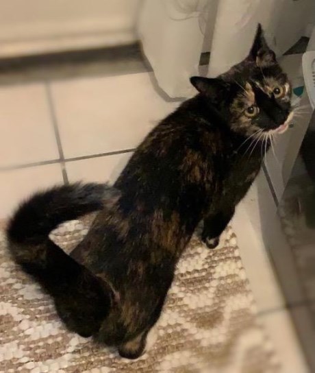 Kat Europese korthaar of huiskat