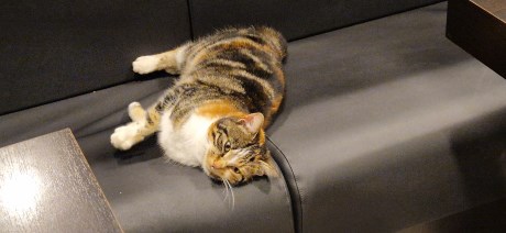 Kat Europese korthaar of huiskat