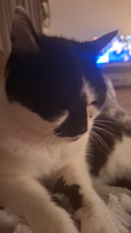 Kat Europese korthaar of huiskat