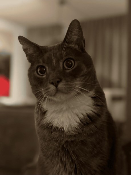 Kat Europese korthaar of huiskat