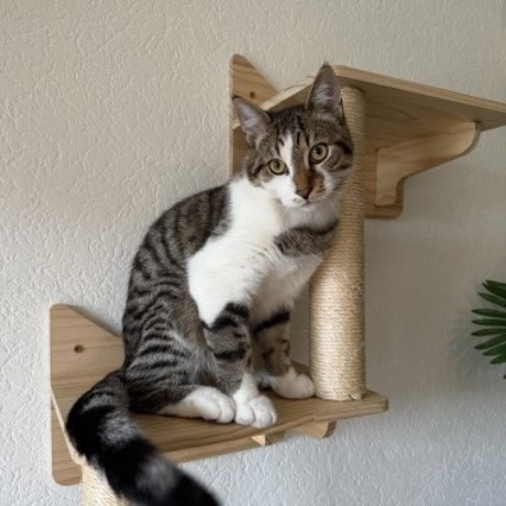 Kat Europese korthaar of huiskat