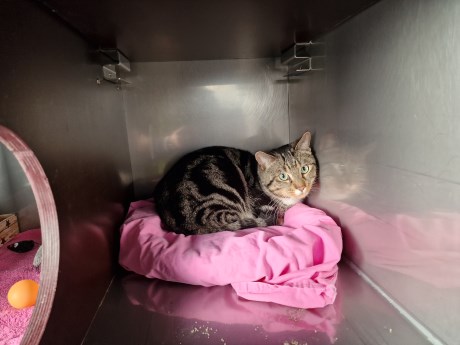 Kat Europese korthaar of huiskat