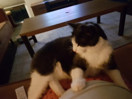 Kat Europese korthaar of huiskat