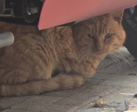 Kat Europese korthaar of huiskat