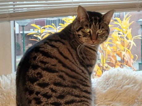 Kat Europese korthaar of huiskat