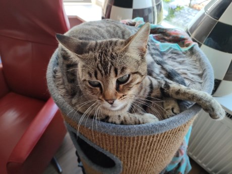 Kat Brits korthaar X