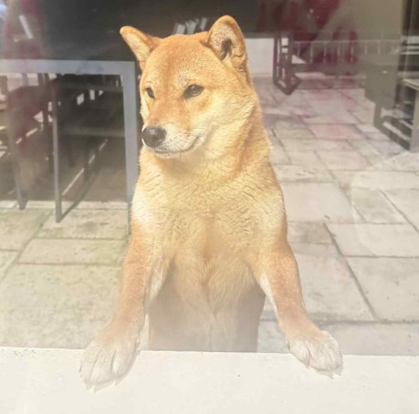 Hond Shiba inu