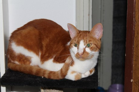 Kat Europese korthaar of huiskat