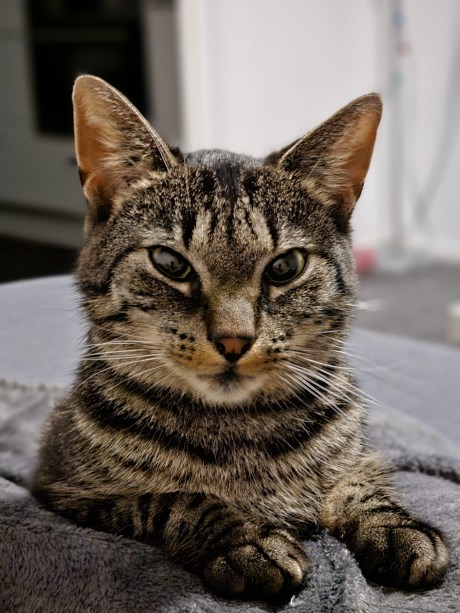 Kat Europese korthaar of huiskat