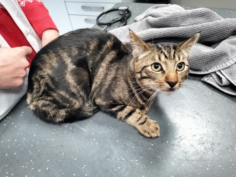 Kat Europese korthaar of huiskat