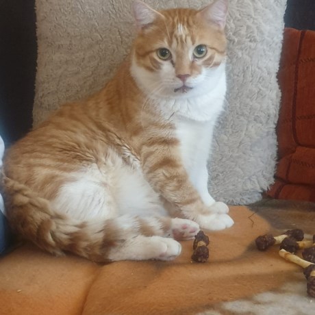 Kat Europese korthaar of huiskat