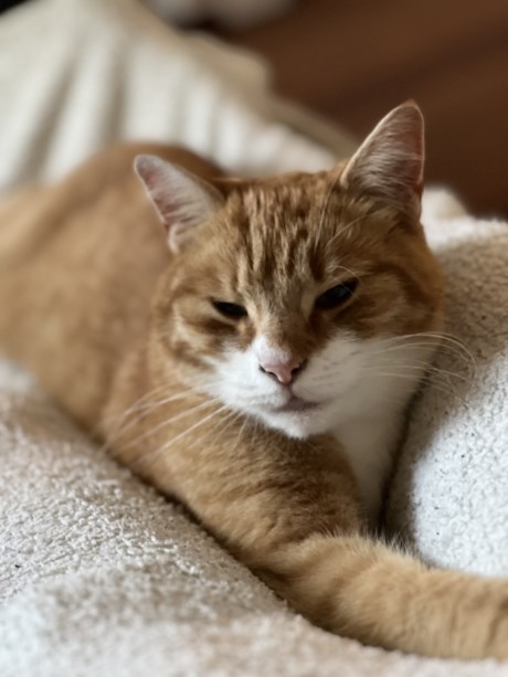 Kat Europese korthaar of huiskat