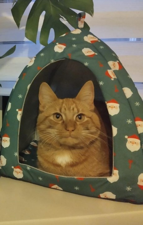 Kat Europese korthaar of huiskat