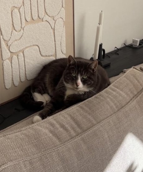 Kat Europese korthaar of huiskat