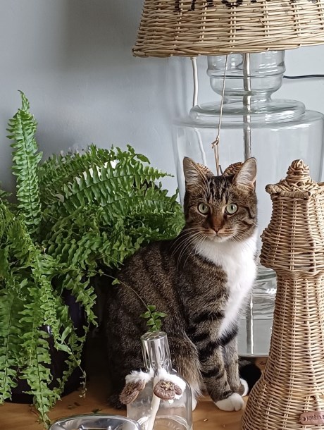 Kat Europese korthaar of huiskat