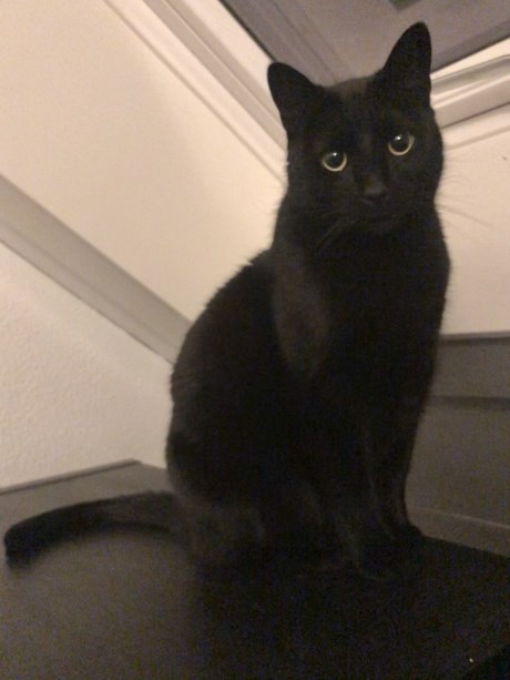 Kat Europese korthaar of huiskat