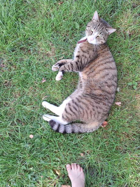 Kat Europese korthaar of huiskat