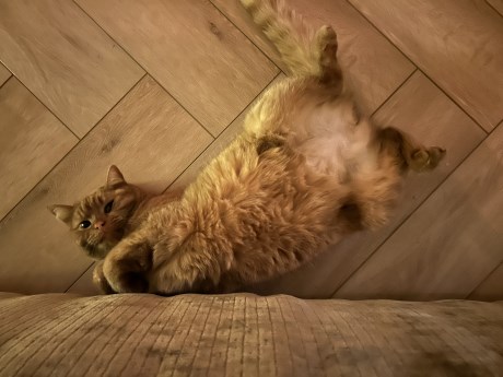 Kat Europese korthaar of huiskat