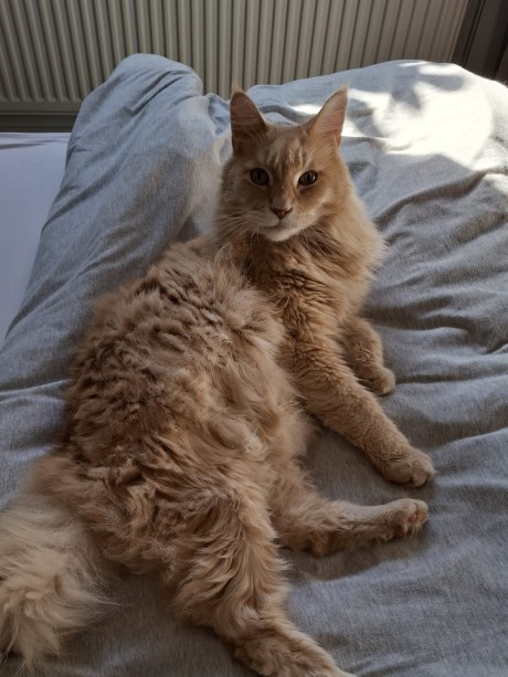 Kat Maine Coon