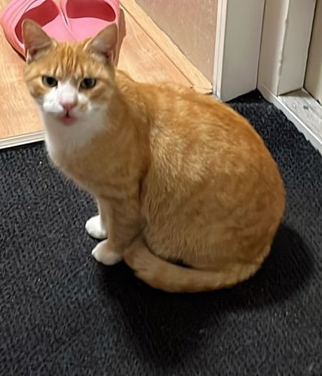 Kat Europese korthaar of huiskat