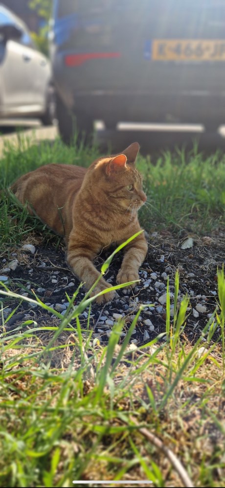 Kat Europese korthaar of huiskat