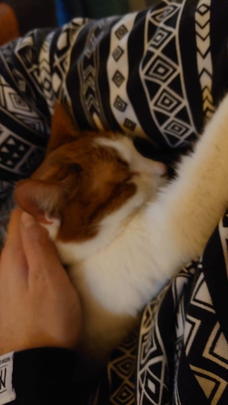 Kat Europese korthaar of huiskat