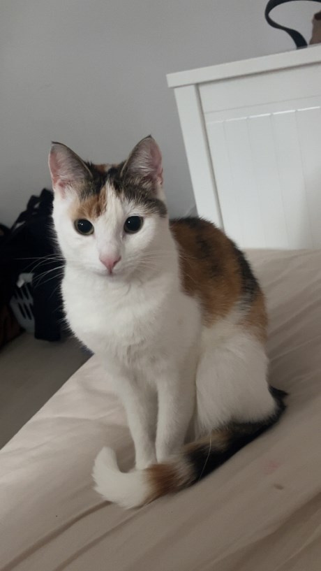 Kat Europese korthaar of huiskat