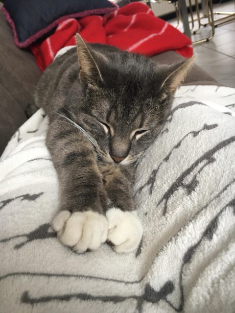 Kat Europese korthaar of huiskat