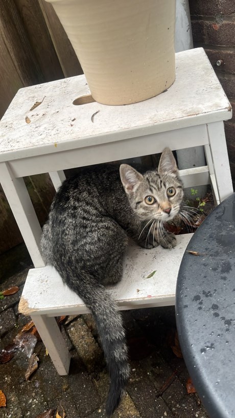 Kat Europese korthaar of huiskat