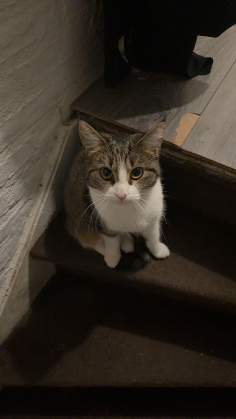 Kat Europese korthaar of huiskat