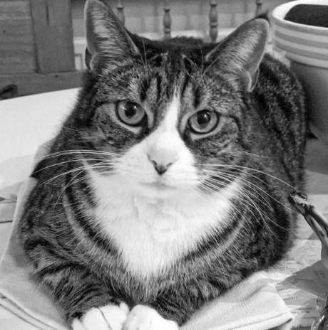 Kat Europese korthaar of huiskat