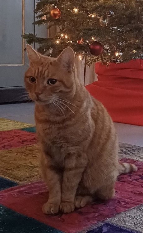 Kat Europese korthaar of huiskat