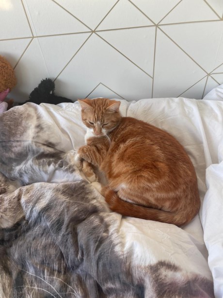 Kat Europese korthaar of huiskat