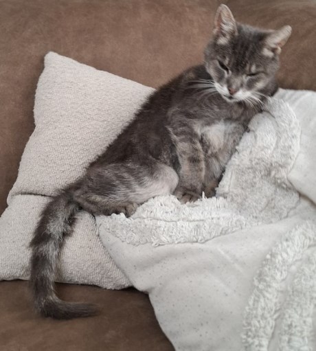 Kat Europese korthaar of huiskat