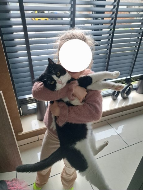 Kat Europese korthaar of huiskat