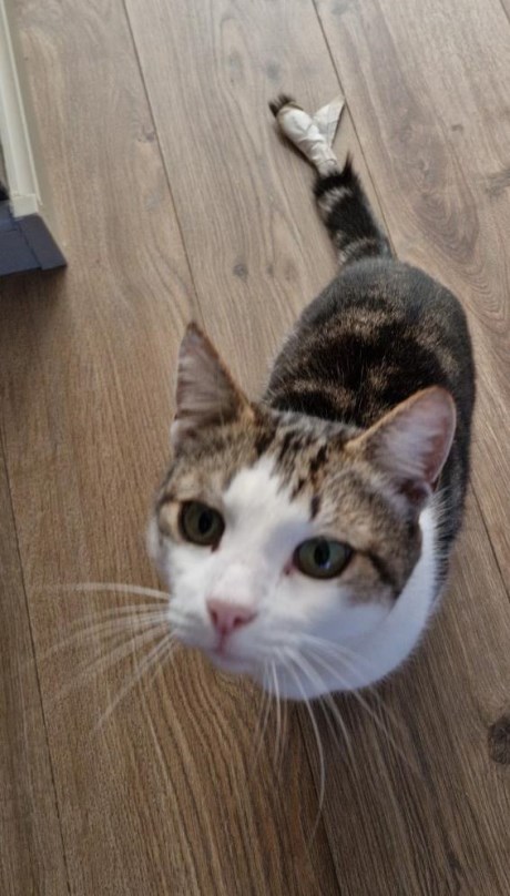 Kat Europese korthaar of huiskat