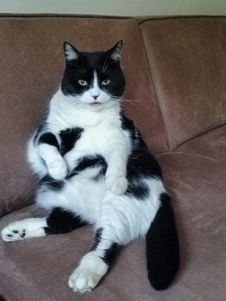 Kat Europese korthaar of huiskat