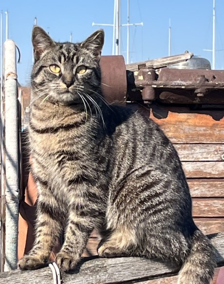 Kat Europese korthaar of huiskat