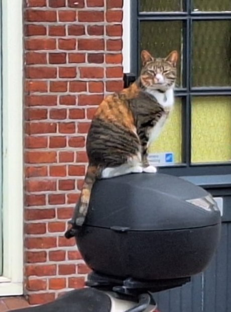 Kat Europese korthaar of huiskat