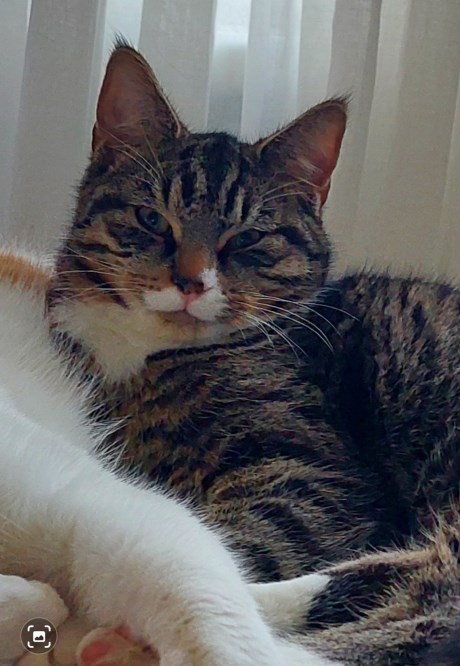 Kat Europese korthaar of huiskat