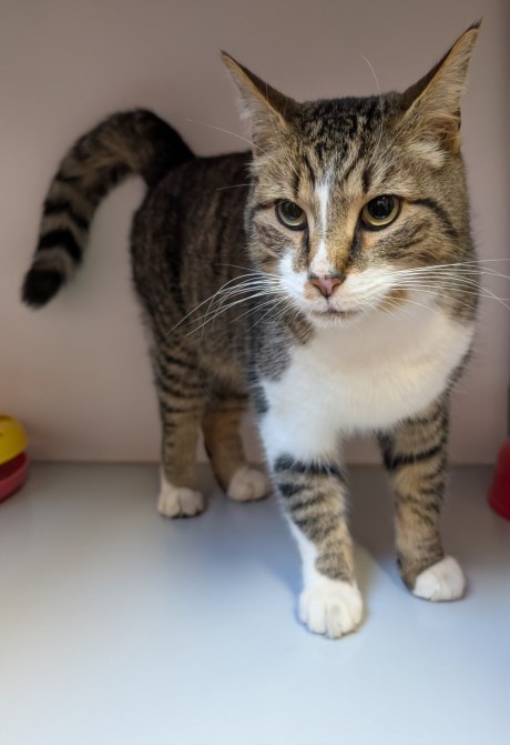 Kat Europese korthaar of huiskat