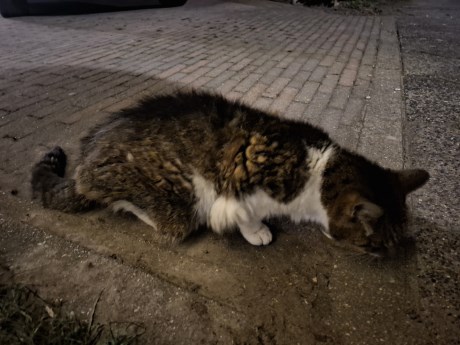 Kat Europese korthaar of huiskat