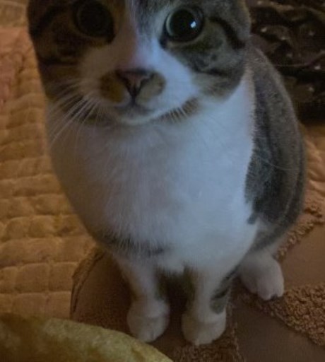 Kat Europese korthaar of huiskat