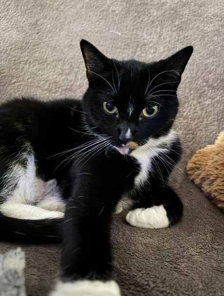 Kat Europese korthaar of huiskat