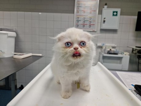 Kat Europese korthaar of huiskat