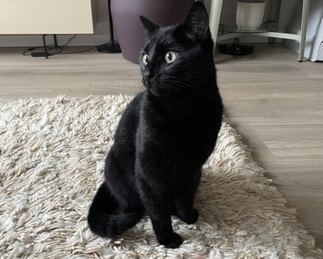 Kat Europese korthaar of huiskat