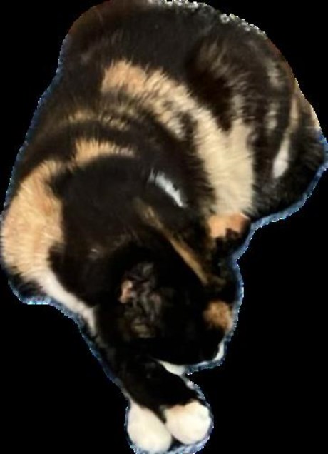 Kat Europese korthaar of huiskat